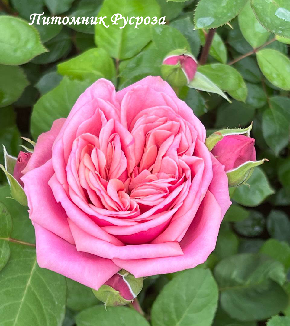 STEFANIE'S ROSE