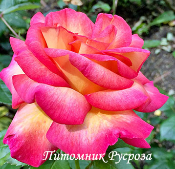 BLUSH (PRESSMAN)
