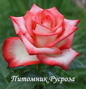 BLUSH (PRESSMAN)