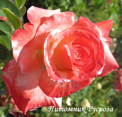 BLUSH (PRESSMAN)