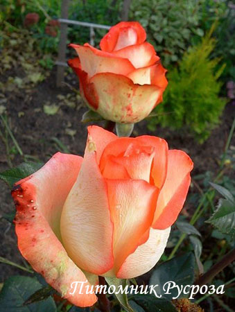 BLUSH (PRESSMAN)