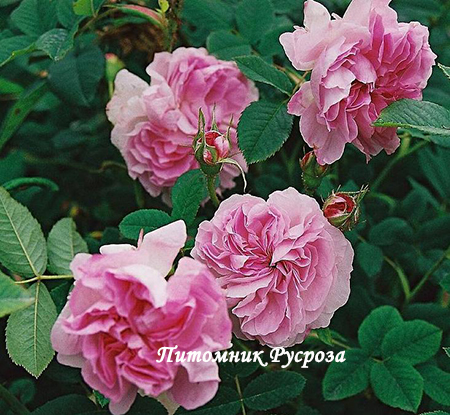 BLUSH DAMASK