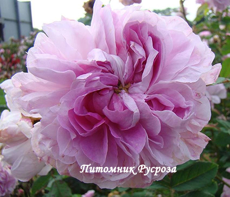 BLUSH DAMASK