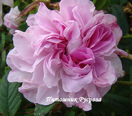 BLUSH DAMASK