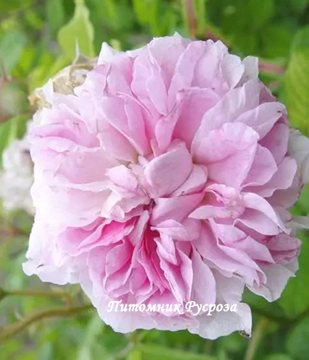 BLUSH DAMASK