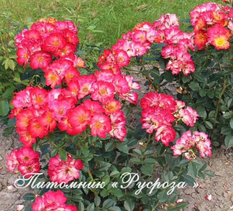 SUMMER OF LOVE (KORDES, 2017)