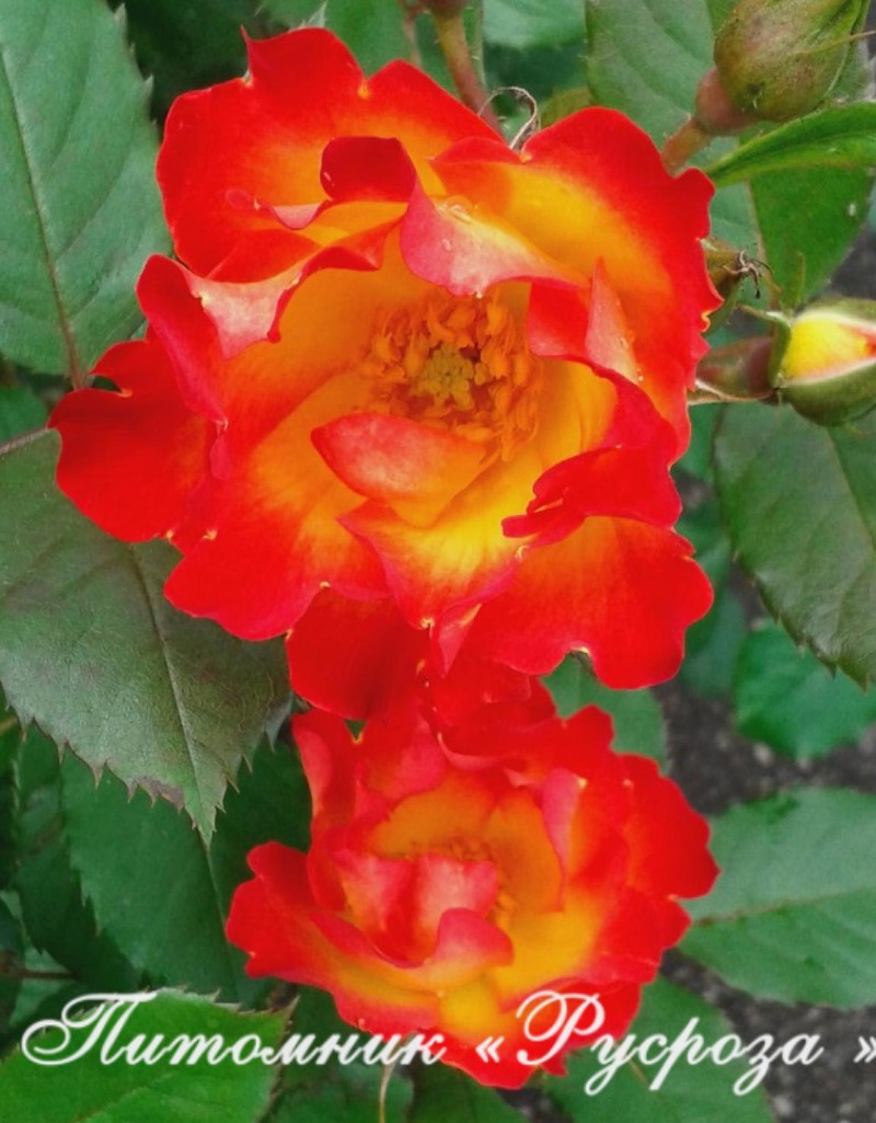 SUMMER OF LOVE (KORDES, 2017)