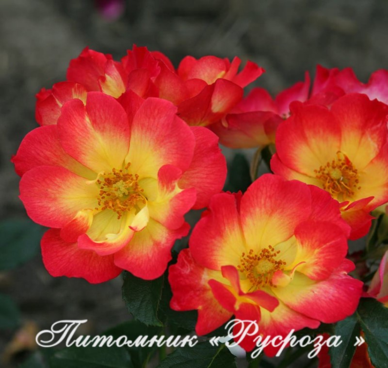 SUMMER OF LOVE (KORDES, 2017)