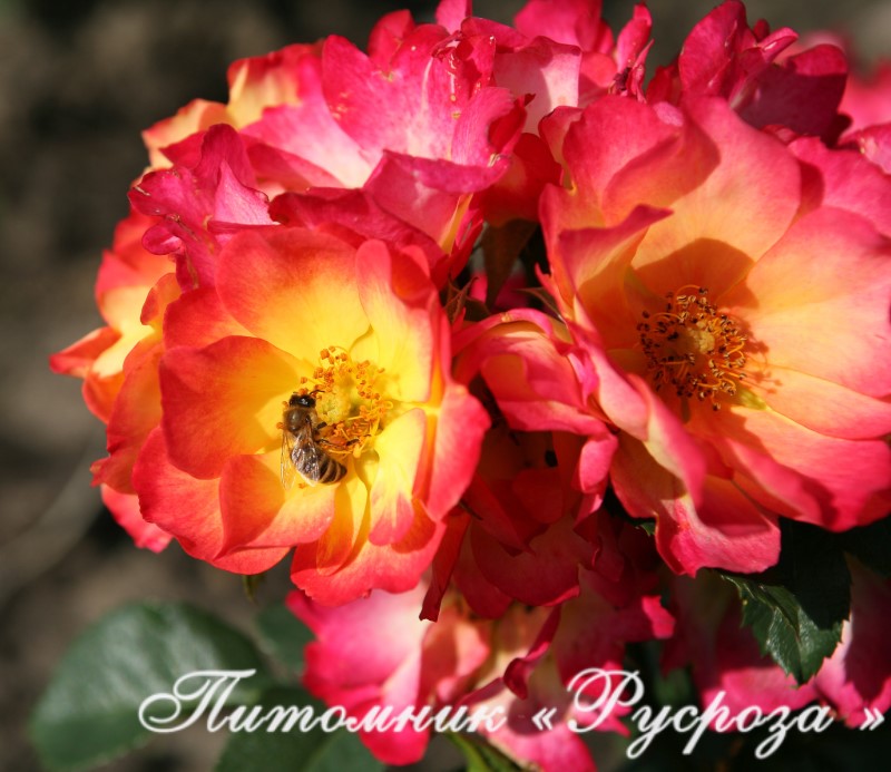 SUMMER OF LOVE (KORDES, 2017)