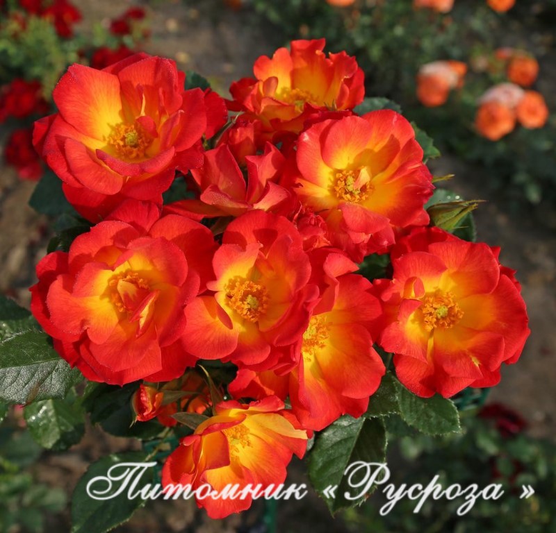 SUMMER OF LOVE (KORDES, 2017)