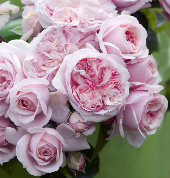 CHATEAU BARBEYROLLES