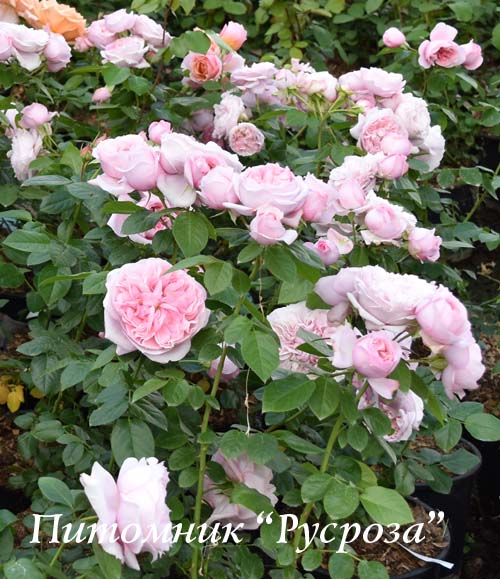 CHATEAU BARBEYROLLES