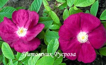 CARMEN (RUGOSA)