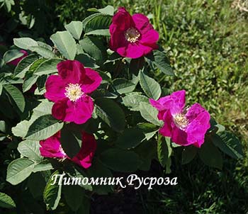 CARMEN (RUGOSA)