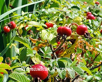 CARMEN (RUGOSA)