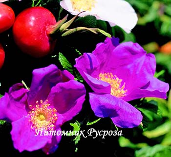 CARMEN (RUGOSA)
