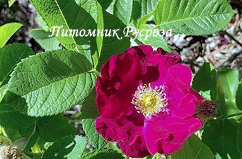 CARMEN (RUGOSA)
