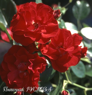 CANZONETTA ШТ 90-100