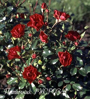 CANZONETTA ШТ 90-100