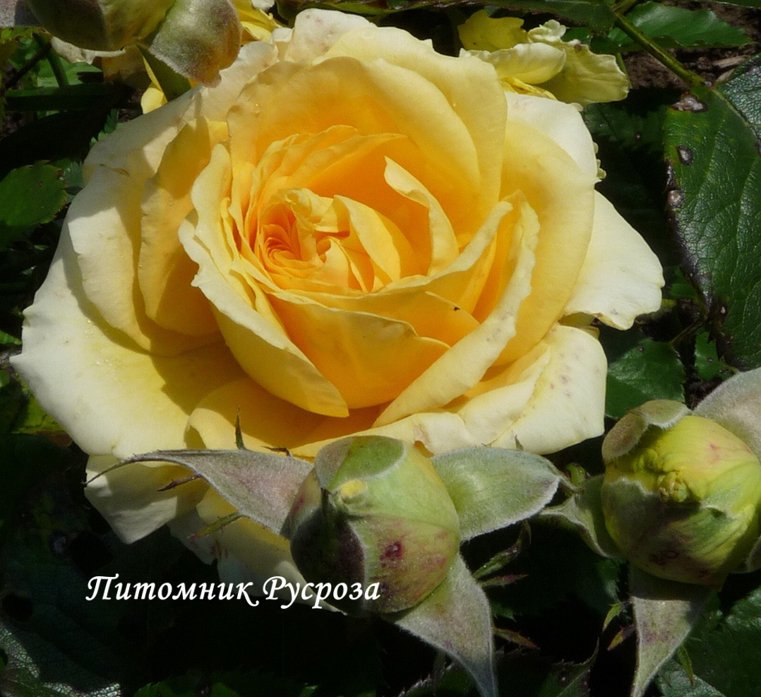 CAPPUCCINO ШТ 80-90