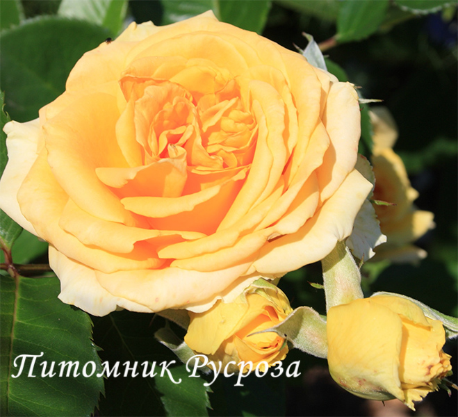 CAPPUCCINO ШТ 80-90