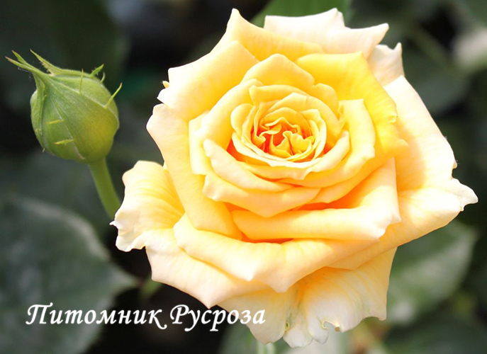 CAPPUCCINO ШТ 80-90