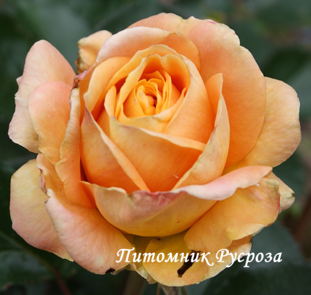 CAPPUCCINO ШТ 80-90