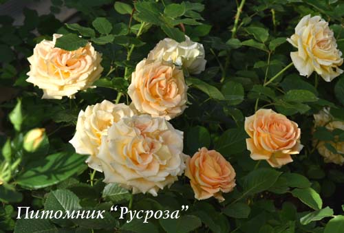 CAPPUCCINO ШТ 80-90