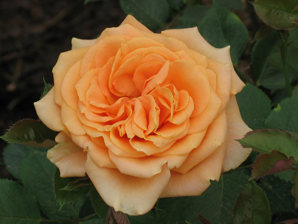 CAPPUCCINO ШТ 80-90