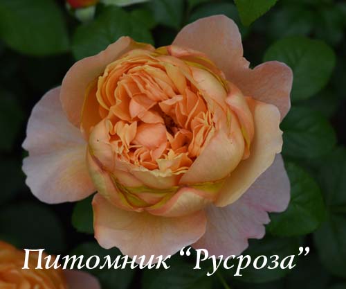 CAPRI (TANTAU 2014) ШТ 80-90