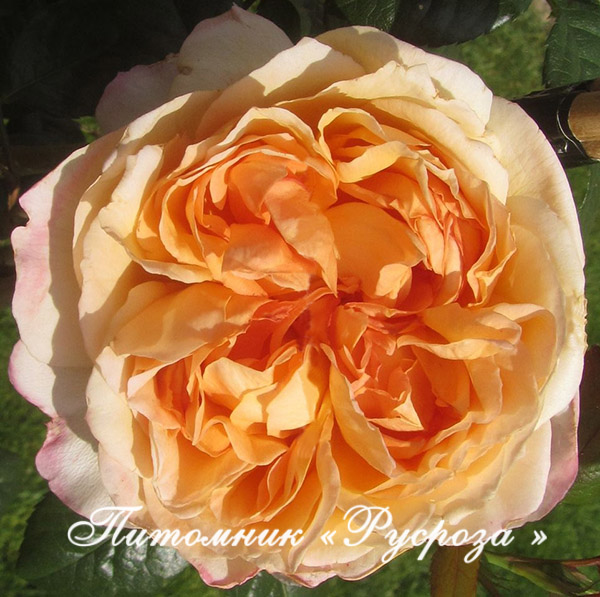 CAPRI (TANTAU 2014) ШТ 80-90