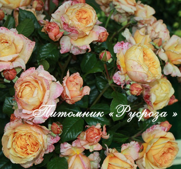 CAPRI (TANTAU 2014) ШТ 80-90