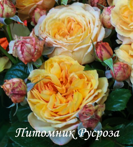 CAPRI (TANTAU 2014) ШТ 60-70