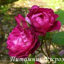 CARDINAL HUME (HARREGALE) ШТ 90-110