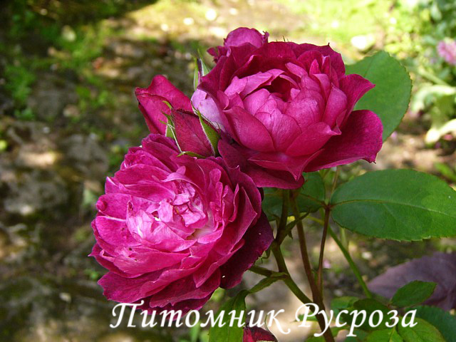 CARDINAL HUME (HARREGALE) ШТ 90-110