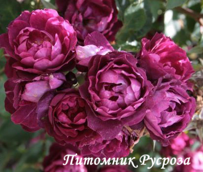 CARDINAL HUME (HARREGALE) ШТ 90-110