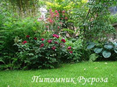 CARDINAL HUME (HARREGALE) ШТ 90-110