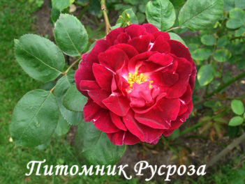 CARDINAL HUME (HARREGALE) ШТ 90-110