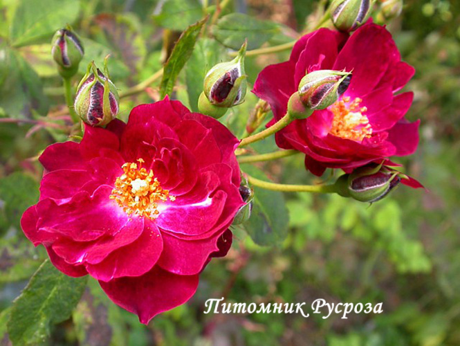 CARDINAL HUME (HARREGALE) ШТ 90-110