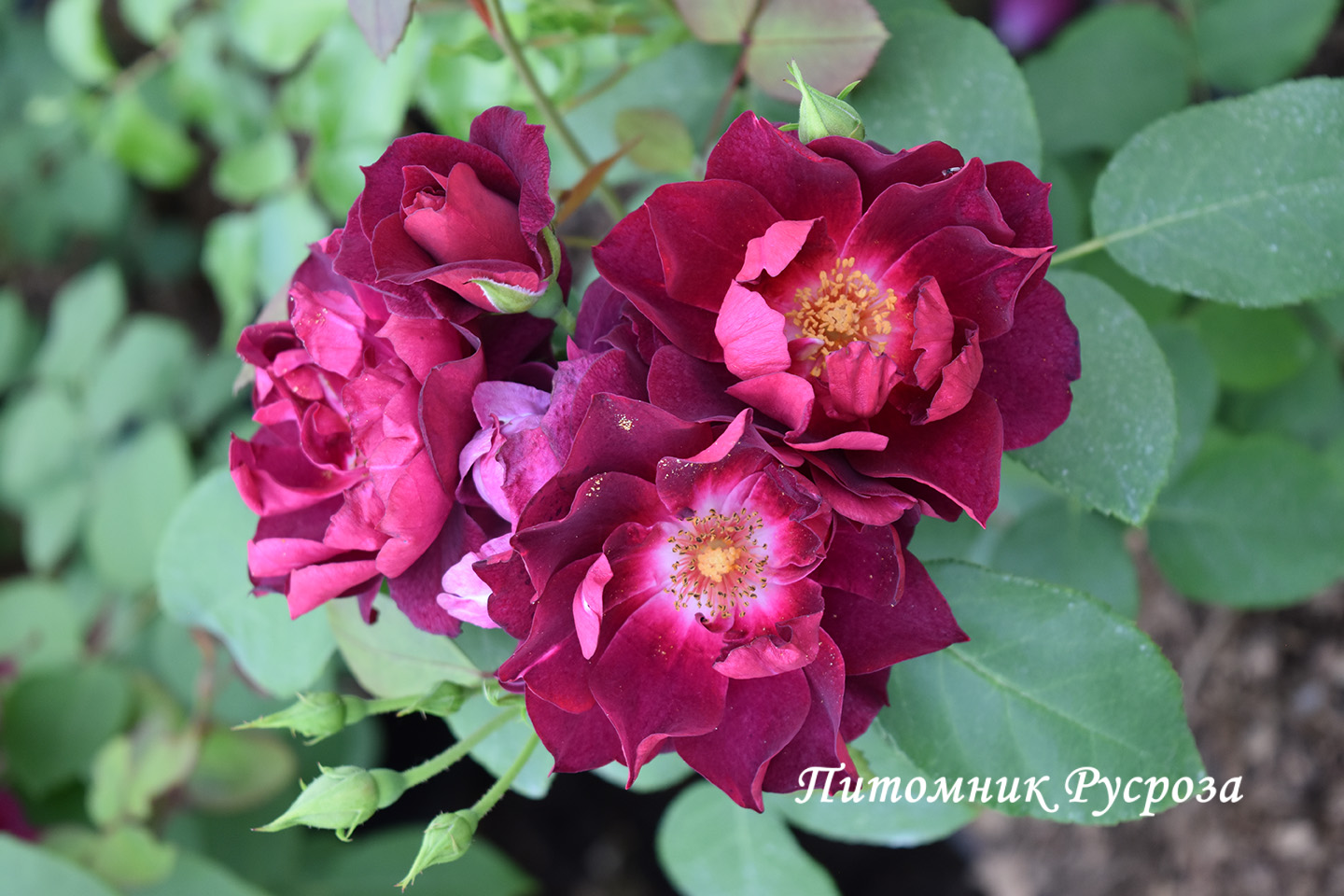 CARDINAL HUME (HARREGALE) ШТ 90-110