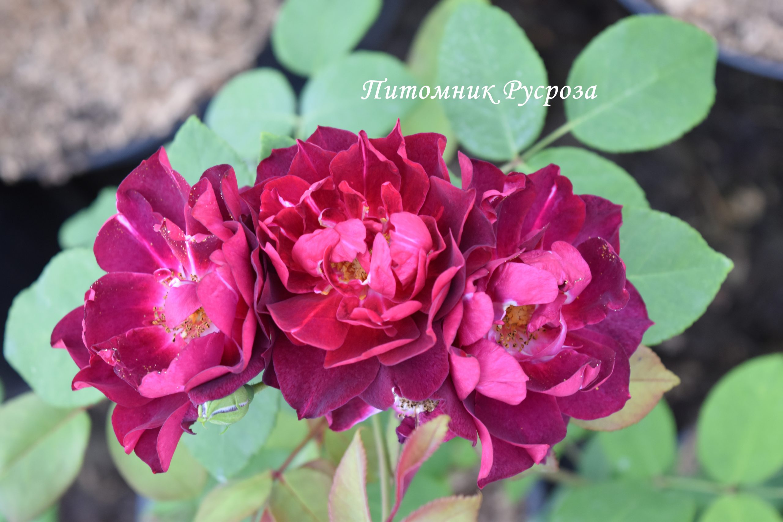 CARDINAL HUME (HARREGALE) ШТ 90-110