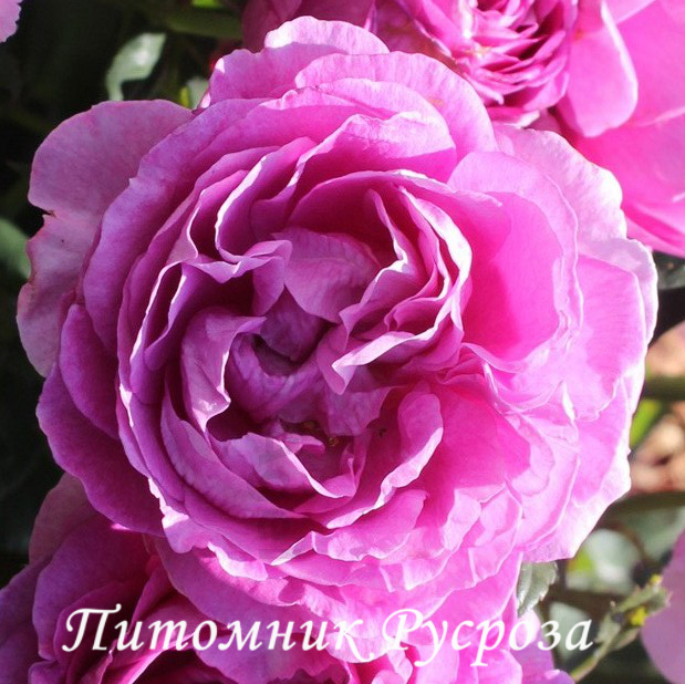 CARMEN WURTH ШТ 80-110