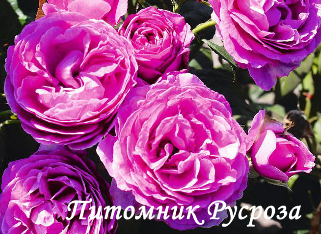 CARMEN WURTH ШТ 80-110