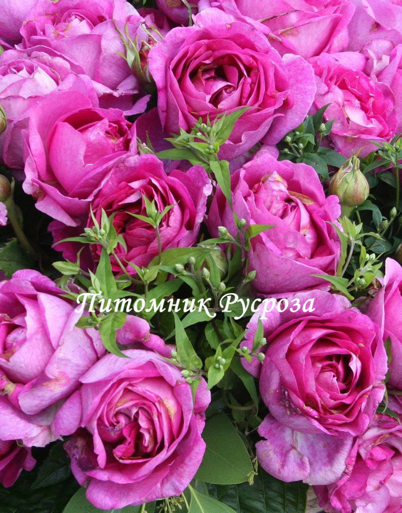 CARMEN WURTH ШТ 80-110