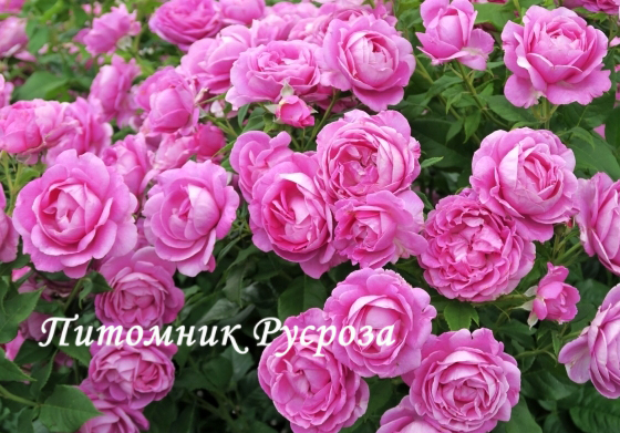 CARMEN WURTH ШТ 80-110