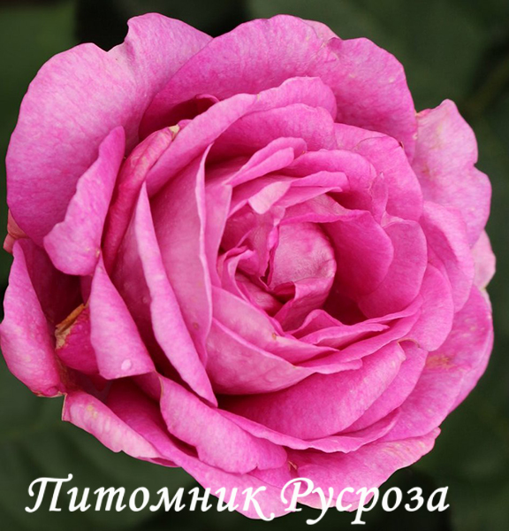CARMEN WURTH ШТ 80-110