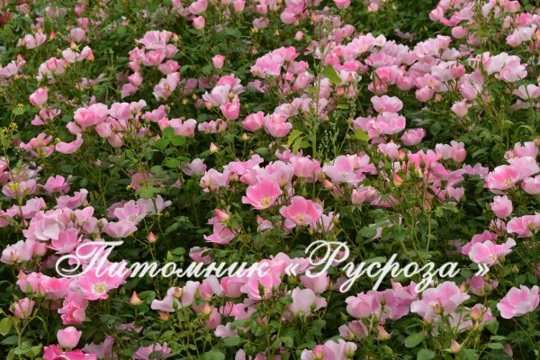 BINGO MEILLANDECOR (MEIPOTAL) ШТ 120