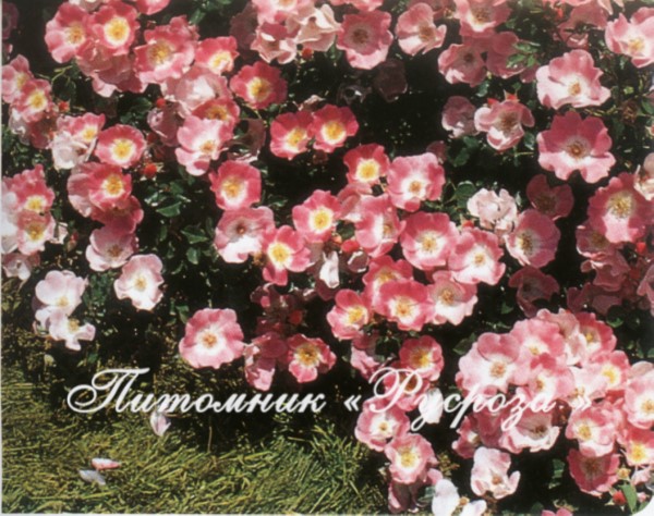 BINGO MEILLANDECOR (MEIPOTAL) ШТ 120