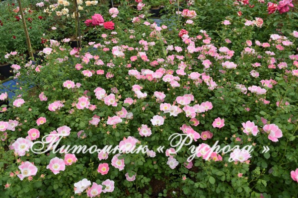 BINGO MEILLANDECOR (MEIPOTAL) ШТ 120