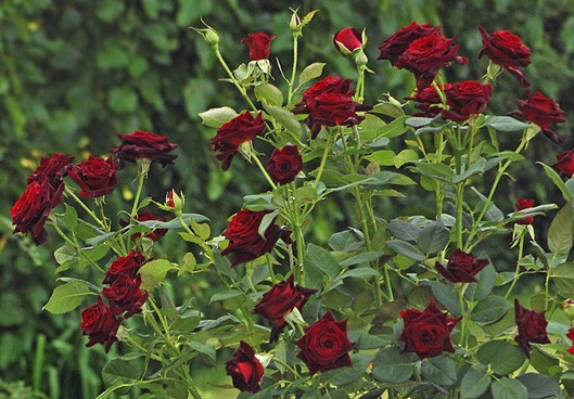 BLACK BACCARA ШТ 80-110